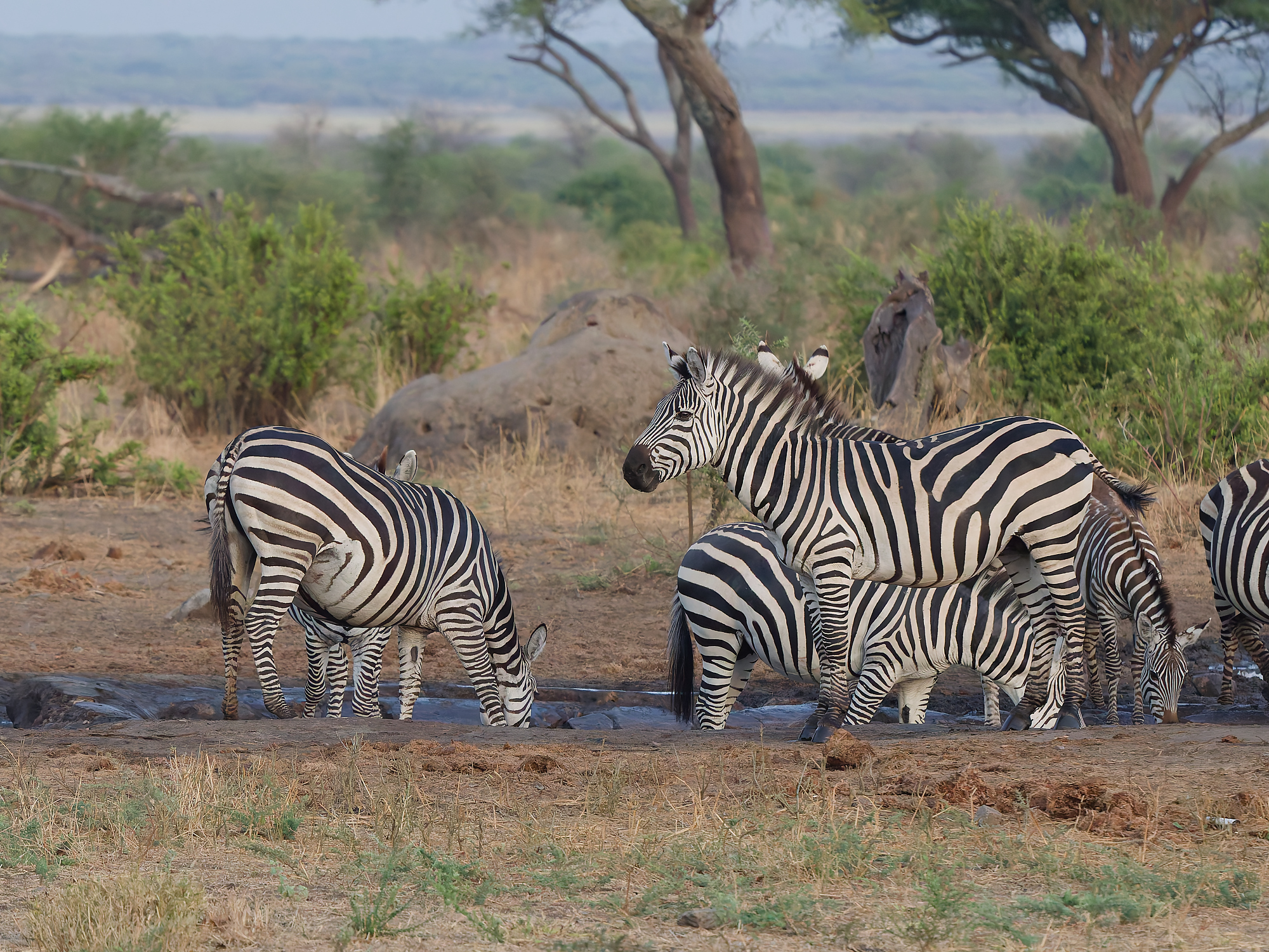 Click to open Dag 15: Lake Manyara National Park en Tarangire National Park